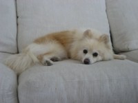 Type: Pomeranian Size: 12 lbs