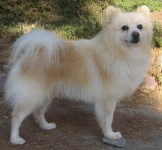 Type: Pomeranian Size: 12 lbs