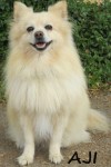 Type: Pomeranian Size: 12 lbs