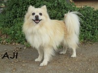 Type: PomeranianSize: 12 lbs