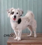 Dachshund/Terrier mix Size: 15 lbs