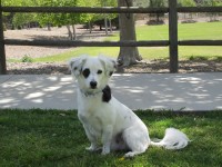 Dachshund/Terrier mix Size: 15 lbs