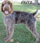 Type: German Wirehaired Pointer Size: 75 lbs