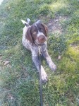 Type: German Wirehaired Pointer Size: growing
