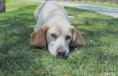 Type: Beagle/Basset Hound mix Size: 35 lbs