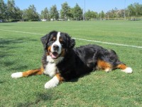 Type: Bernese Mountain Dog Size:100 lbs