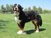 Type: Bernese Mountain Dog Size:90 lbs