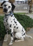 Type: Dalmatian Size: 65 lbs