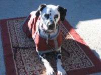 Type: Dalmatian Size: 65 lbs