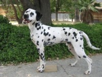 Type: Dalmatian Size: 65 lbs