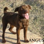 angus2