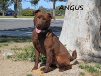 angus5