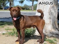 Angus Type: Patterdale Terrier Size: 15 lbs
