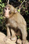 Rhesus Macaque