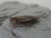 Dubia Roach