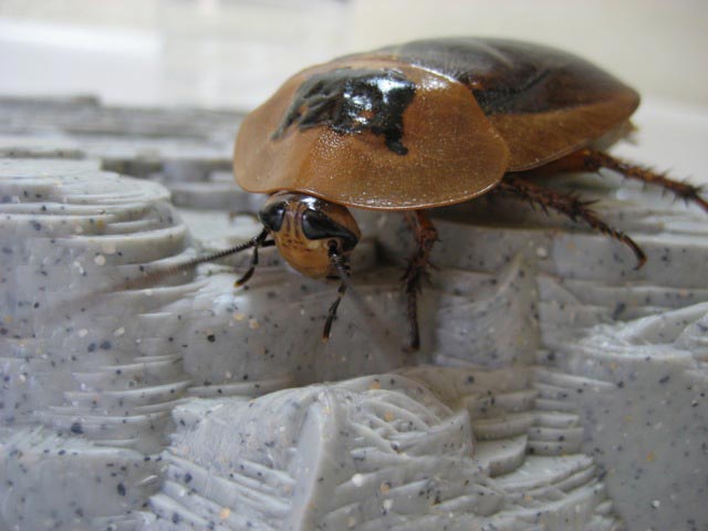 Dubia Roach