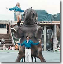Elephant show