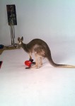 Kangaroo