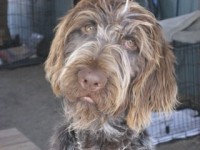 Type: German Wirehaired Pointer Size: 75 lbs