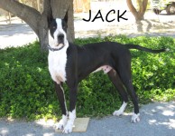 Jack