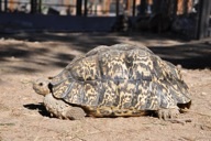 Leopard Tortoise