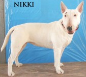 Type: Bull Terrier Size: 45 lbs