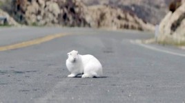 rabbit road sm 268x150