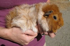 Guinea Pigs