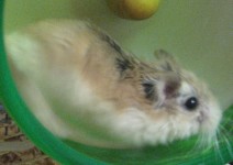 Robo Hamster