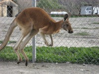 Kangaroo