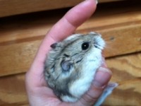 russian-hamster-held