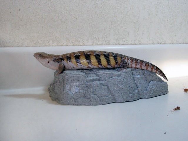 Northern Blue Tongued Skink