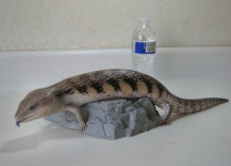 Northern Blue Tongued Skink