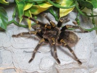 Chaco Golden Knee Tarantula