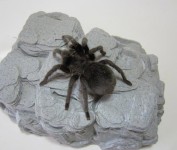 Brazilian Black Tarantula